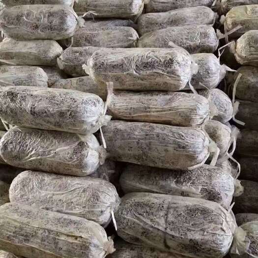 产地直发优质灵芝菌种