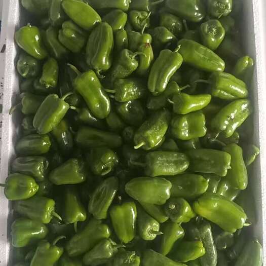 山东寿光新鲜彩椒批发 优质蔬菜基地直供 当日采摘发货