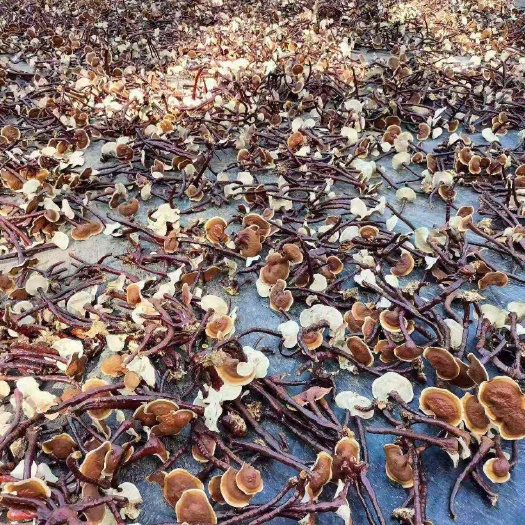 金边竹灵芝  产地直接发货   可以煲汤 泡酒泡茶