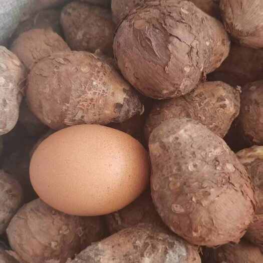 柳河縣丁毒豆   獨角蓮，產(chǎn)地吉林直發(fā)