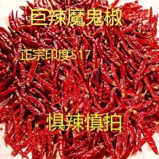 乐陵市印度干辣椒s17魔鬼变态辣一手货源量大从优支持线上交易