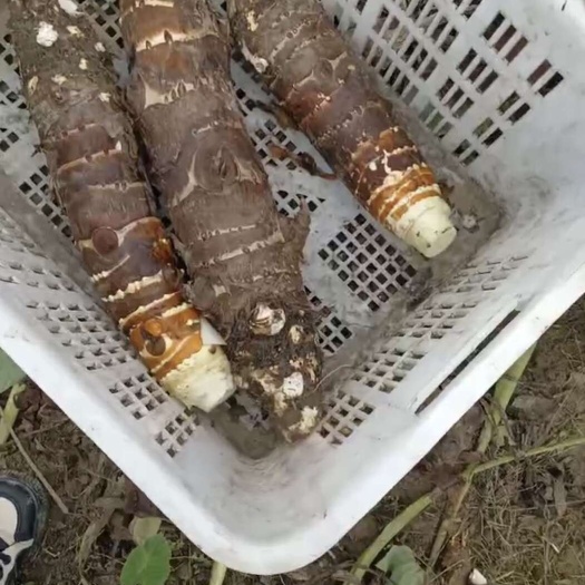 香芋