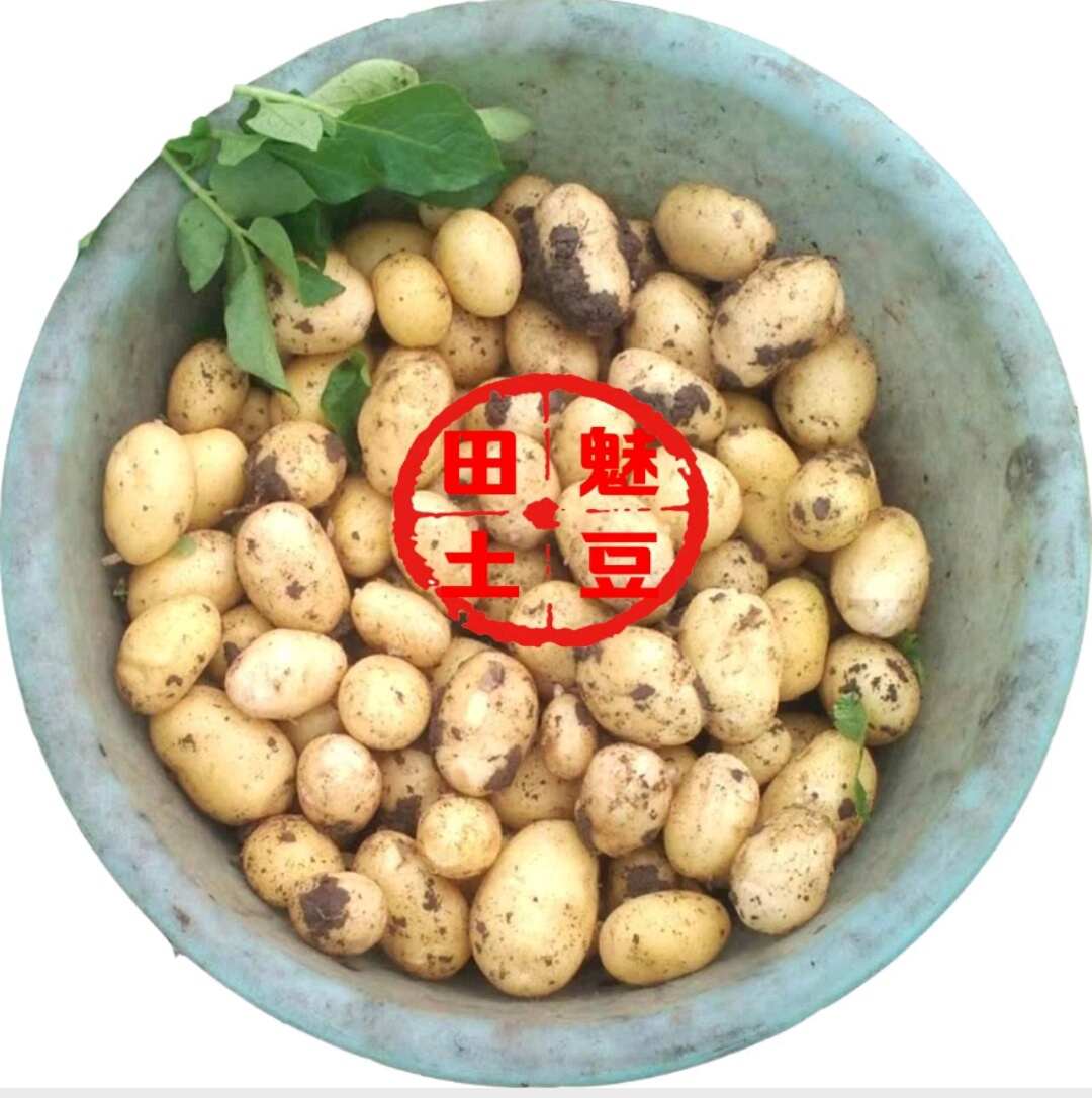 2025现挖现发新鲜黄心迷你小土豆油炸神农架恩施专用炕小洋芋