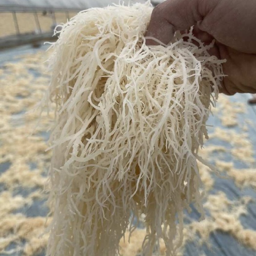 龙须菜 ，潮菜 半干 盐渍龙须菜中条
