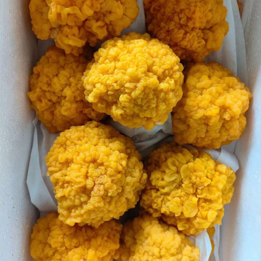 广州金耳菌