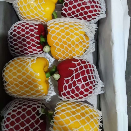 南靖县福建精品，彩椒，新苗大量上市