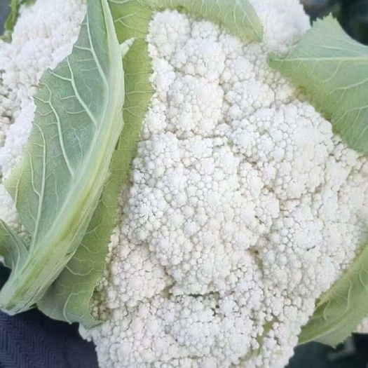 威宁县精品有机花菜，需要的联系