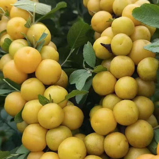 钙果苗，黄钙果苗批发价