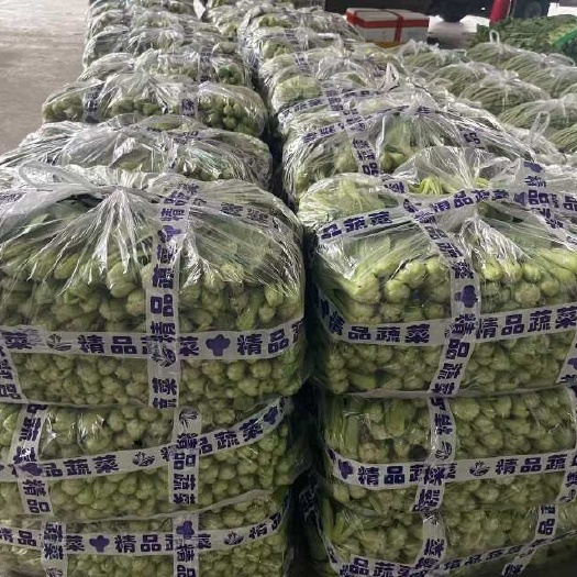 三台县四川小白菜，上青，支持基地看货