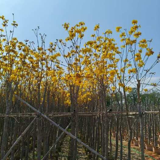 揭阳黄花风铃木2-18分，大量低价出售