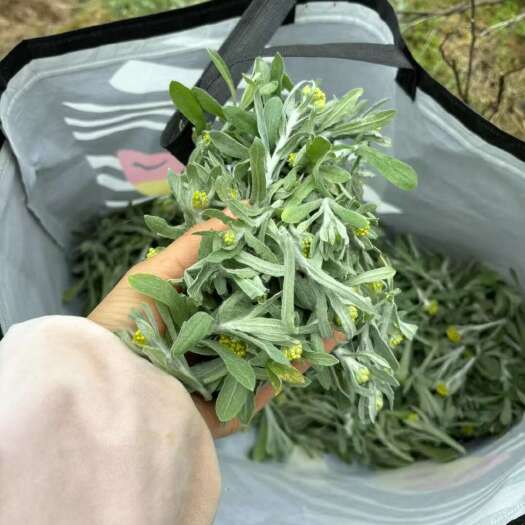 从江县清明草