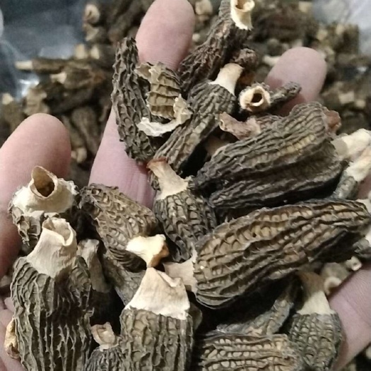 金堂县尾货羊肚菌3一5厘米菌盖