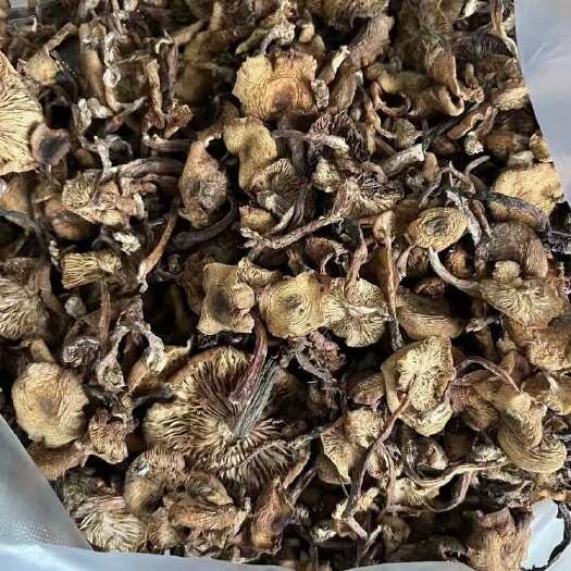 桓仁县野生榛蘑菇
