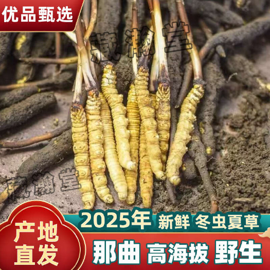 比如县冬虫夏草 2025新鲜虫草 冷鲜优选 高海拔采挖直销批发零售