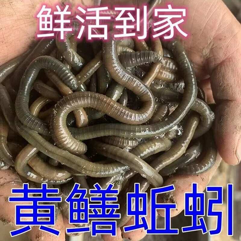 湖北一手货源青蚯蚓放黄鳝黑蚯蚓臭蚯蚓地龙