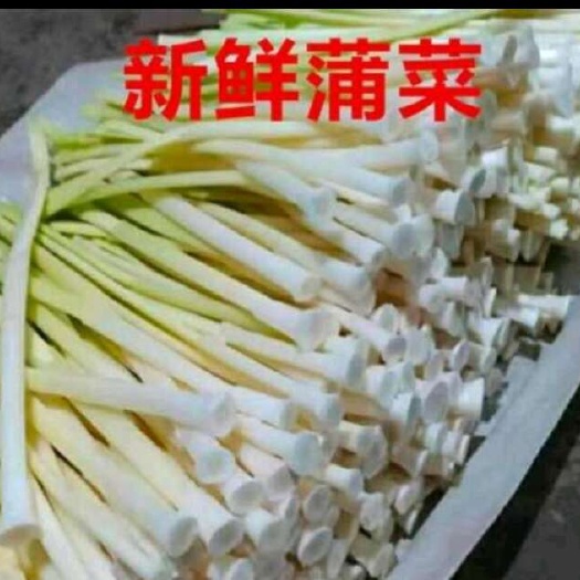 淮安新鲜蒲菜