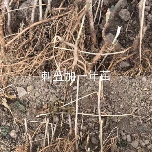 桓仁县刺五加短梗刺五加一年苗地颈点3起步，混等
