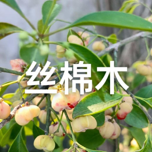 迁安市丝棉木1一8公分小苗