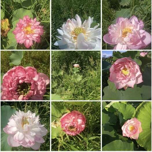 湘潭县【观赏莲荷花重瓣花卉，随机发货，成活率高，不结莲蓬】