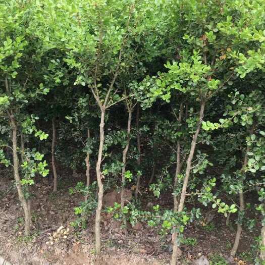 沭阳县江苏宿迁黄杨苗基地直供 林木种子许可证保障品质