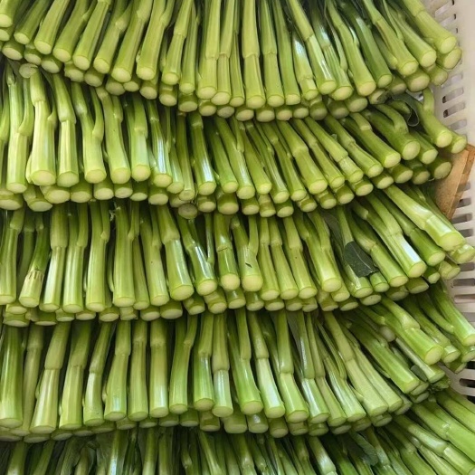 文山市云南菜心.文山菜心