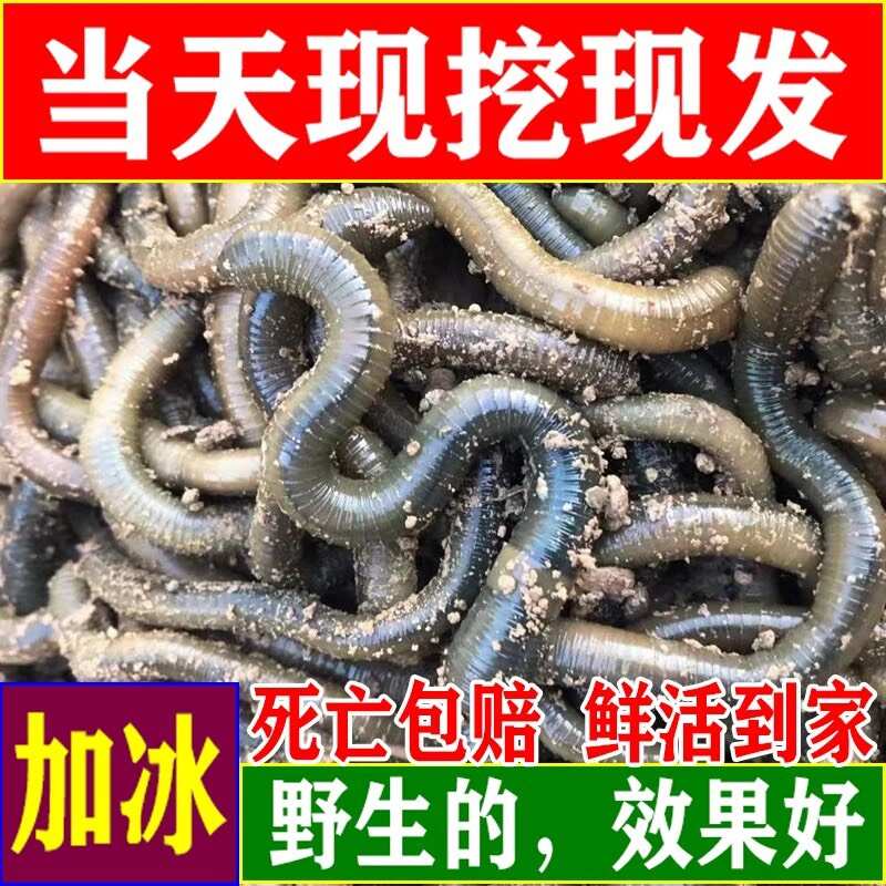 湖北一手货源青蚯蚓放黄鳝黑蚯蚓臭蚯蚓地龙