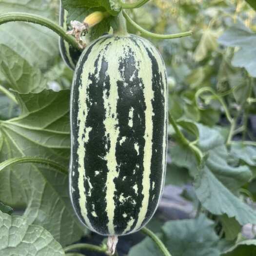 莘县【推荐】山东博洋9甜瓜皮薄肉厚口感清脆货源充足