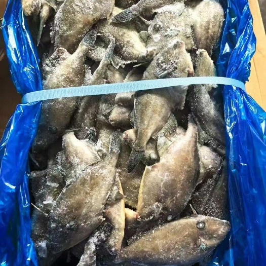 宁波蓝尾马面鱼100/300