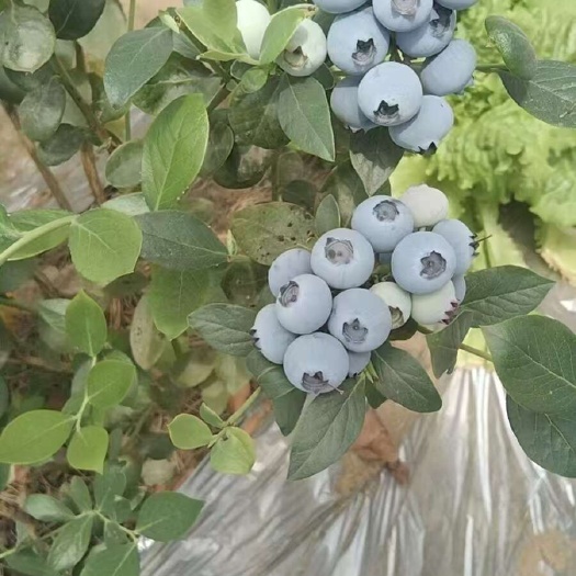 济南日照蓝莓产地直采顺丰包邮孕妈妈宝贝都能吃