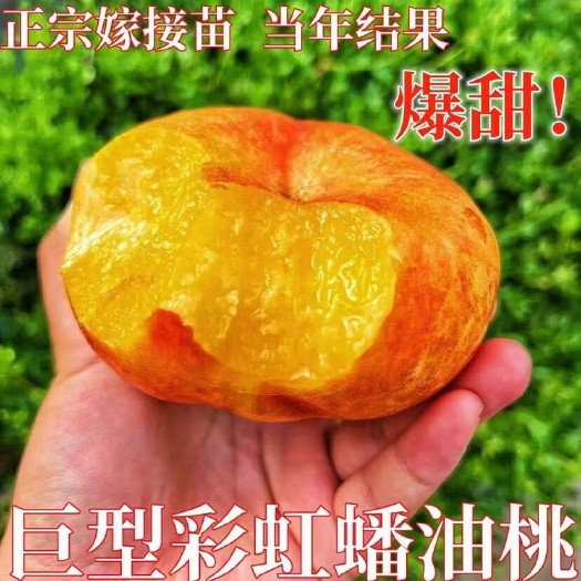 平邑县彩虹油蟠桃树苗七月份成熟硬质桃