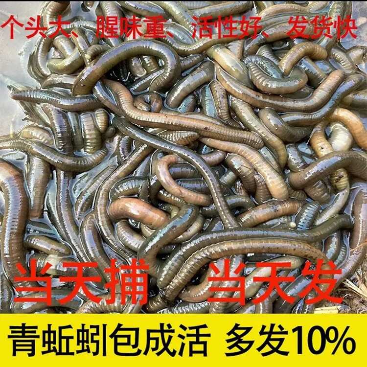 湖北一手货源青蚯蚓放黄鳝黑蚯蚓臭蚯蚓地龙