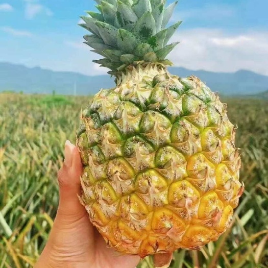 海口海南芒果凤梨新鲜上市平台主播商超