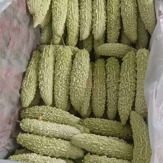 山东寿光新鲜白玉苦瓜 当日采摘 绿色健康 产地直发