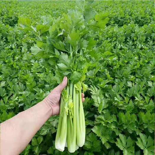周口西芹