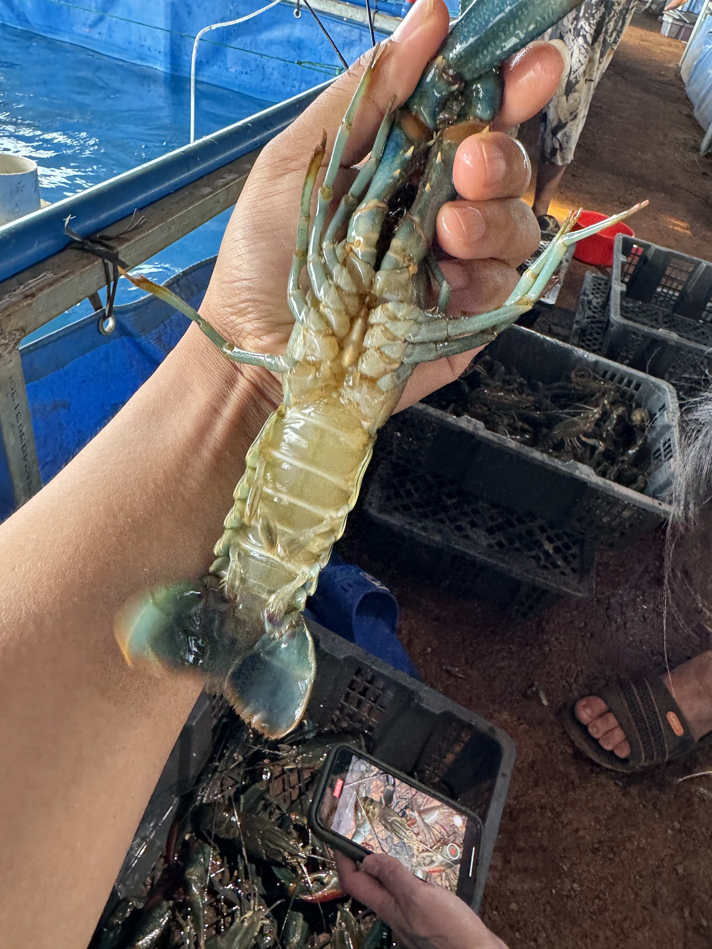海南海口优质澳洲龙虾苗鲜活当日空运发货，死亡包赔￼
