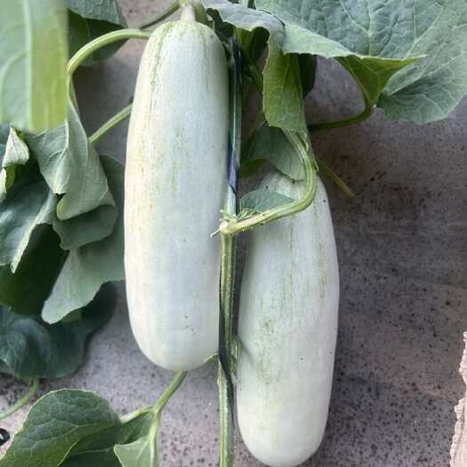 莘县【推荐】莘县博洋61皮薄肉厚脆甜可口供应商超团购电商等