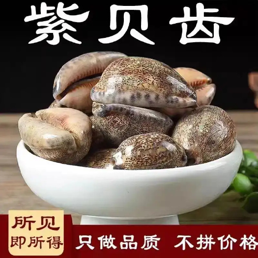 亳州紫贝齿 中药材 精选正品