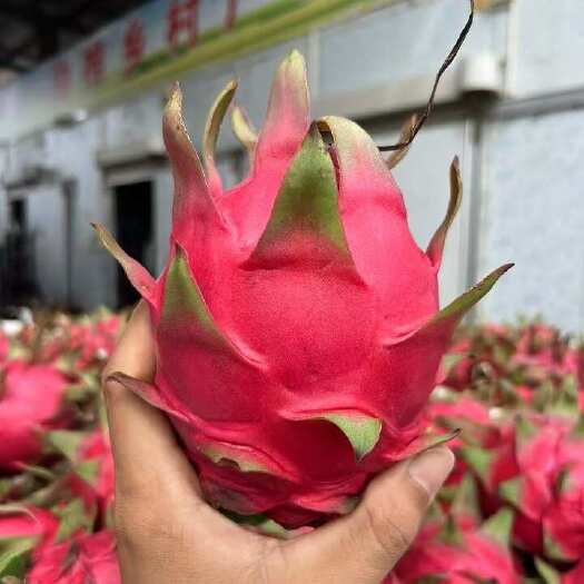 湛江田头间到采摘筛选打包冷藏出货一条龙服务地址：硇洲岛远隆果业
