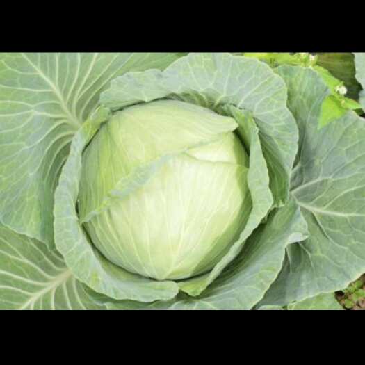 开封河南开封新鲜甘蓝 祥符区直发优质包菜蔬菜