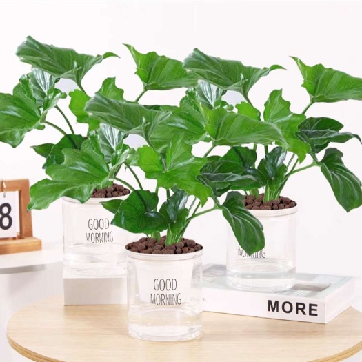 沭阳县春羽水培植物天堂鸟客厅绿萝盆栽花卉水养富贵竹龟背竹吸甲醛