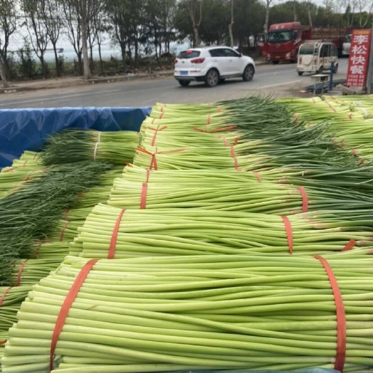 河南郑州中牟县新鲜红帽蒜苔 大量上市长度50~60cm 直发