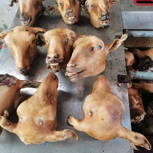 濮阳县批发火烧羊头，扒皮羊头