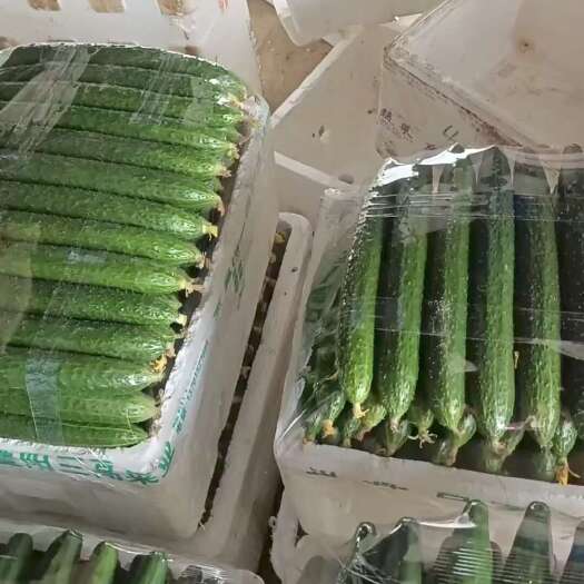 张家港市苏州优质大刺黄瓜