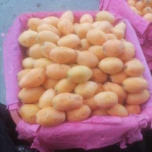仙游县早钟枇杷