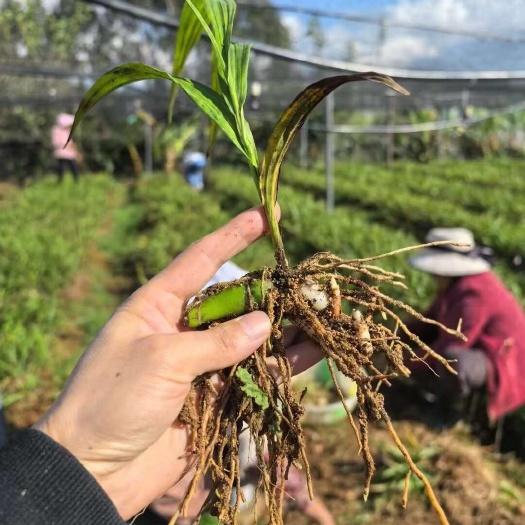 峨边县紫花白芨苗  紫花三叉块茎苗，价格优惠，枝叶茂盛，成活率高