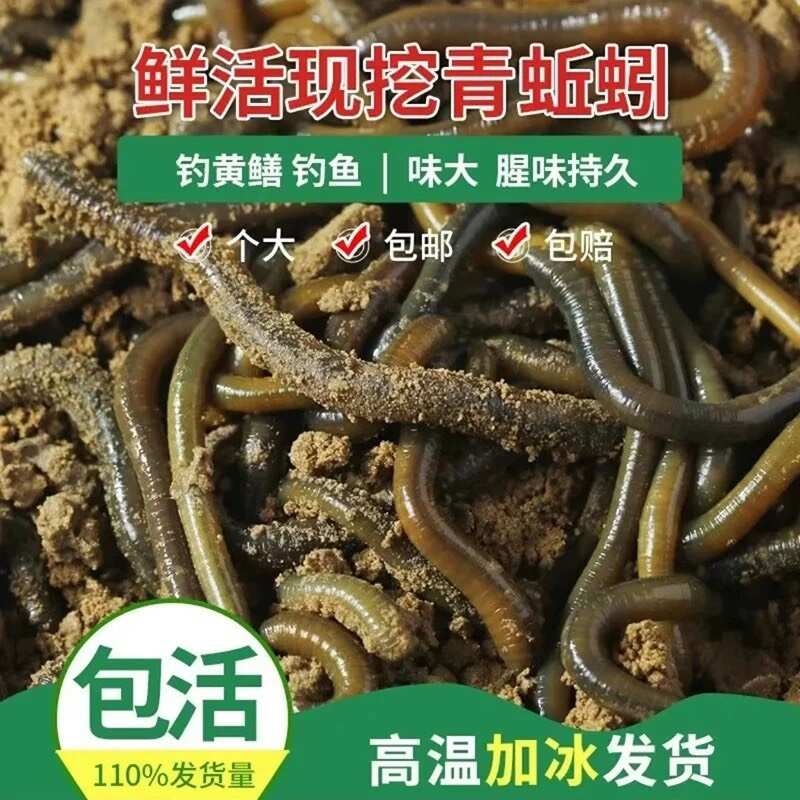 湖北一手货源青蚯蚓放黄鳝黑蚯蚓臭蚯蚓地龙