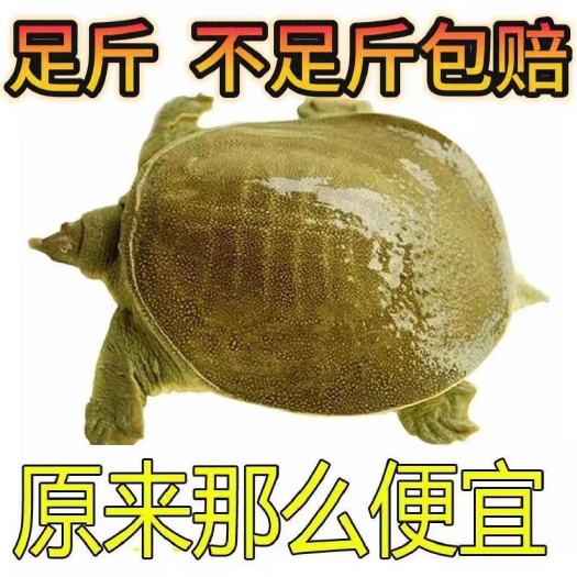 南京便宜】特产足斤外塘团鱼甲鱼鲜活王八肥美食用中华稻田水鱼甲鱼