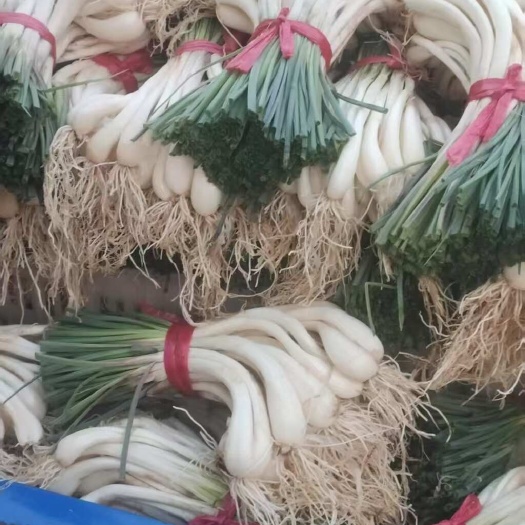 新鲜藠头