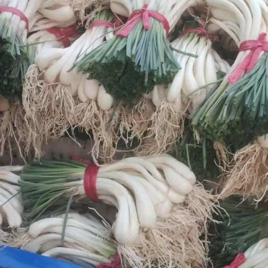 道县新鲜藠头