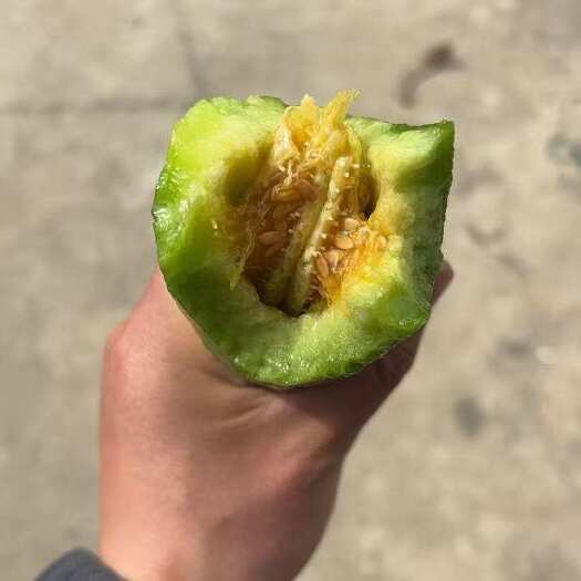 怀远县正宗潘集酥瓜，可实地考察